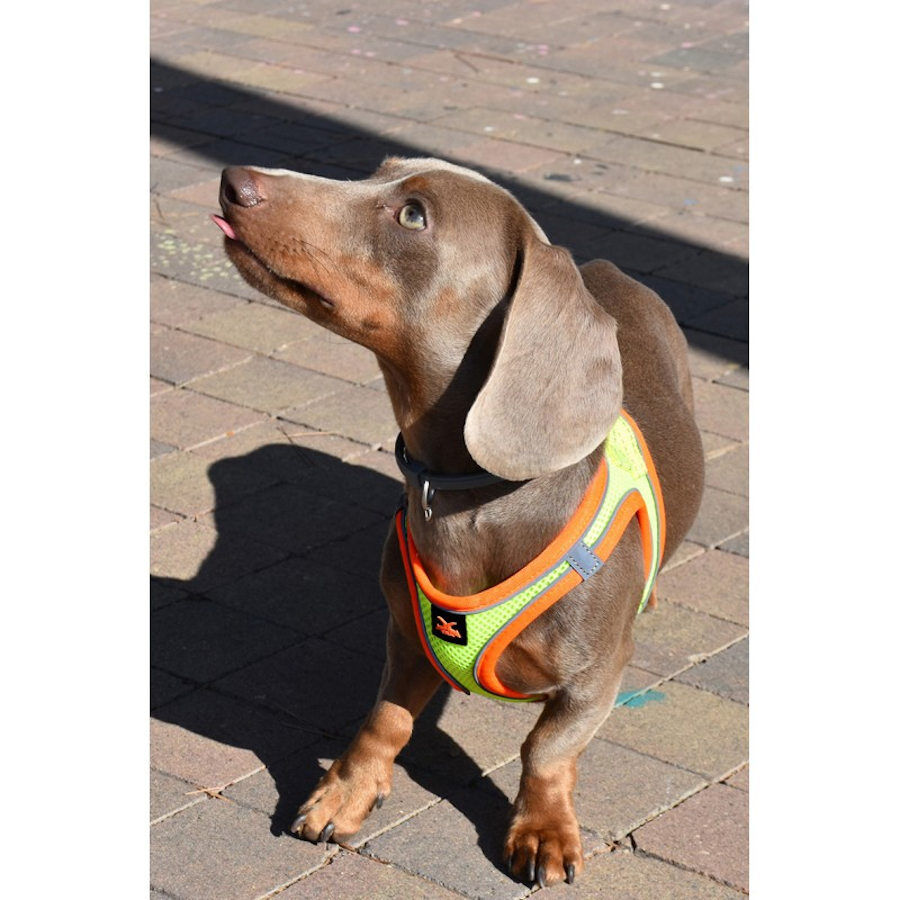 Nayeco X-TRM Neo Amarillo arn&eacute;s para perros, , large Imagen numero 3